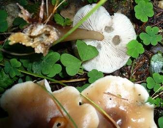 Horngrauer Rübling, Foto 4