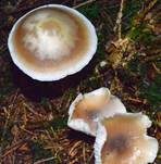 Horngrauer Rübling, Foto 23