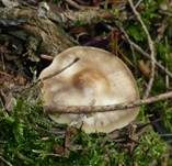 Horngrauer Rübling, Foto 34