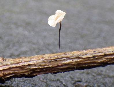 Hornstieliger Astschwindling, Foto 3