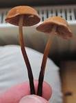 Hornstieliger Schwindling, Foto 13