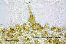 Hornstieliger Schwindling, Foto 20