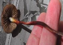 Hornstieliger Schwindling, Foto 10