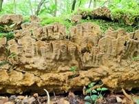 Hutbildender Mosaikschichtpilz, Foto 12