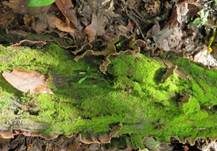 Hutbildender Mosaikschichtpilz, Foto 24