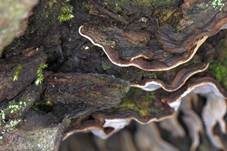 Hutbildender Mosaikschichtpilz, Foto 25