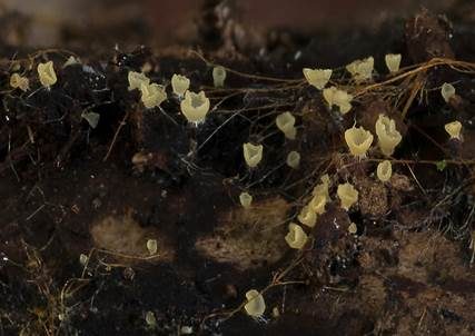 Hyalin-Knopfbecherchen, Foto 3
