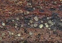 Hyalin-Knopfbecherchen, Foto 13