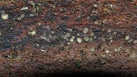 Hyalin-Knopfbecherchen, Foto 14