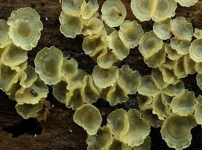 Hyalin-Knopfbecherchen, Foto 5