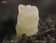 Hyalinspordungbecherling, Foto 7