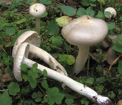 Hyazinthenschneckling, Foto 2