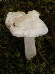 Hyazinthenschneckling, Foto 6