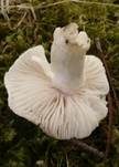 Hyazinthenschneckling, Foto 7