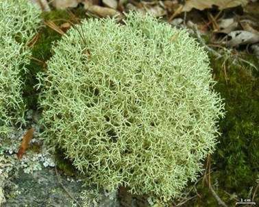 Igel-Cladonie, Foto 2