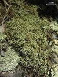 Igel-Cladonie, Foto 6