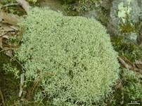 Igel-Cladonie, Foto 8