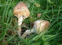 Igelschirmling, Foto 6
