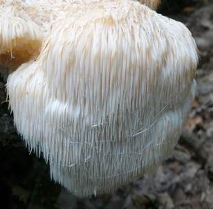 Igelstachelbart, Foto 2