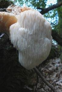Igelstachelbart, Foto 6