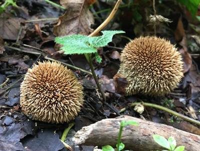 Igelstäubling, Foto 3