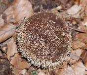 Igelstäubling, Foto 27