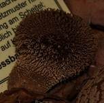 Igelstäubling, Foto 45
