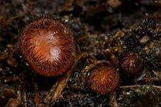 Bewimperter Schildborstling, Foto 16