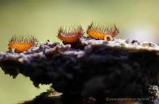 Bewimperter Schildborstling, Foto 19