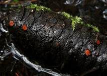 Bewimperter Schildborstling, Foto 43
