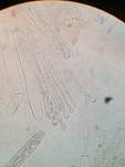 Isabellenbecherling, Foto 29