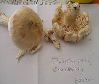 Isabellrötlicher Schneckling, Foto 3