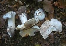 Isabellrötlicher Schneckling, Foto 12