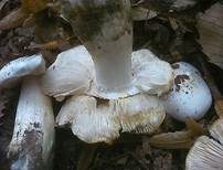 Isabellrötlicher Schneckling, Foto 13
