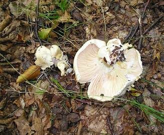 Isabellrötlicher Schneckling, Foto 5