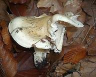 Isabellrötlicher Schneckling, Foto 6