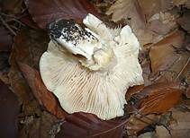 Isabellrötlicher Schneckling, Foto 7