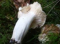 Isabellrötlicher Schneckling, Foto 8