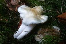 Isabellrötlicher Schneckling, Foto 9