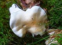 Isabellrötlicher Schneckling, Foto 10
