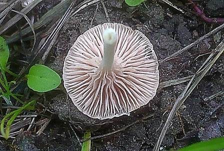 Isabellfarbener Nabelrötling, Foto 2