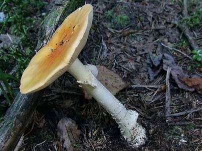 Isabellfarbiger Wulstling, Foto 2