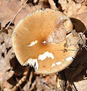 Isabellfarbiger Wulstling, Foto 4