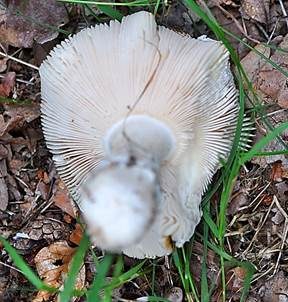 Isabellfarbiger Wulstling, Foto 5