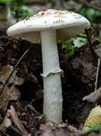 Isabellfarbiger Wulstling, Foto 7