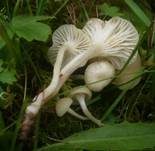 Juchtenellerling, Foto 8