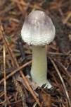 Jungfernschirmling, Foto 33