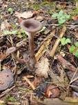 Kaffeebrauner Gabeltrichterling, Foto 41