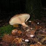Kahler Krempling, Foto 34