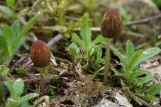 Kahlköpfiger Scheibchentintling, Foto 18